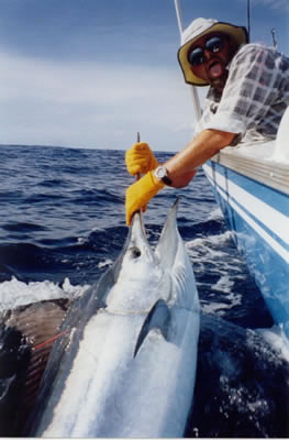 Rodney
      Norford aboard Reel Quick, 120 Kg Black Marlin caught on a “Pink Evil” “Chook” lure.