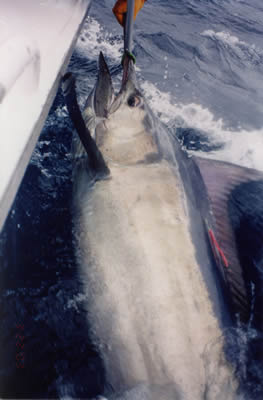 10.30 am 22.3.03, Est. 140 Kg Black Marlin on “Lumo” “Rooster” lure.