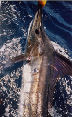 85 Kg Striped Marlin on “Evil” “Little Donger” lure. Boat - Reel Quick.