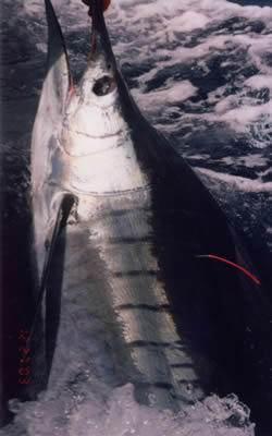 90 Kg Striped Marlin on “Pink Evil” “Chook” lure. Boat - Reel Quick.