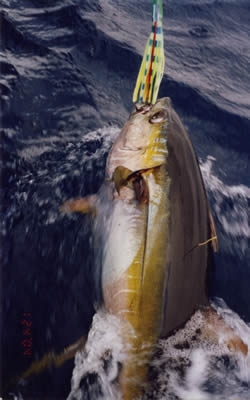 Est. 25 Kg Yellowfin on a “Lumo” “Little Mongrel” lure.