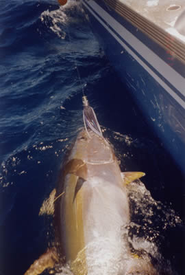 45 Kg Yellowfin tagged during 2004 White Sands Tournament on Reel Quick using a Little Ripper JB Stripy lure.