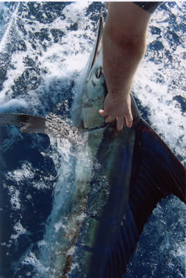 Brendan Parrish with a 60 Kg Striped Marlin on a “Little Ripper” “JB Stripy” lure