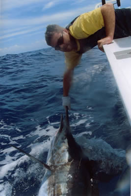 Brendan Parrish with Est. 80 Kg Striped Marlin, “Little Ripper” lure, aboard Pelagic.