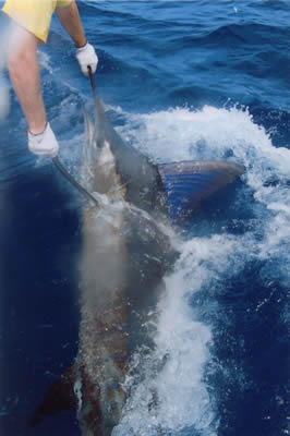 80 Kg
      Striped Marlin on “Little Ripper”, vessel Pelagic.