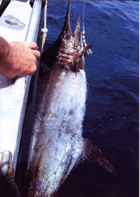 ANGLER: Andrew Maybury. SPECIES: Blue Marlin. WEIGHT: 153.4 Kg.