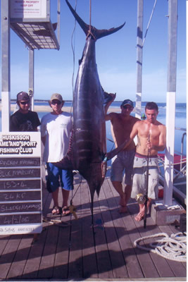 ANGLER: Andrew Maybury. SPECIES: Blue Marlin. WEIGHT: 153.4 Kg.