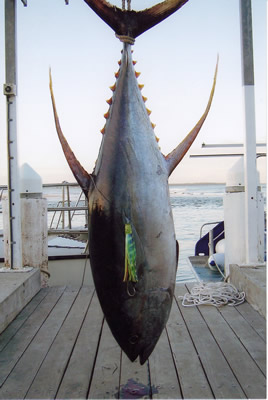 ANGLER: Luke Bruni. SPEICES: Yellowfin Tuna. WEIGHT: 66 Kg.