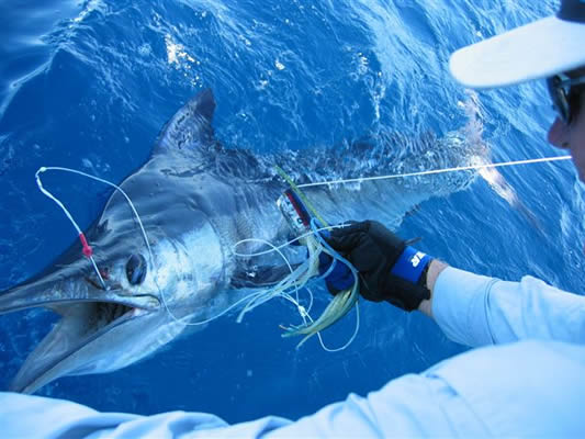 ANGLER: . SPEICES: Blue Marlin. T/R.