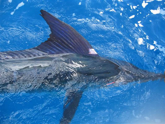 ANGLER: Adrian Loves . SPEICES: Striped Marlin. T/R.