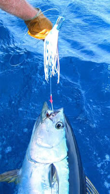 ANGLER: Adrian Loves . SPEICES: Yellowfin Tuna. T/R Est. 40Kg.