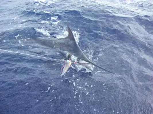 ANGLER: Brad Balding SPECIES: Blue Marlin WEIGHT: 120.00 Kg