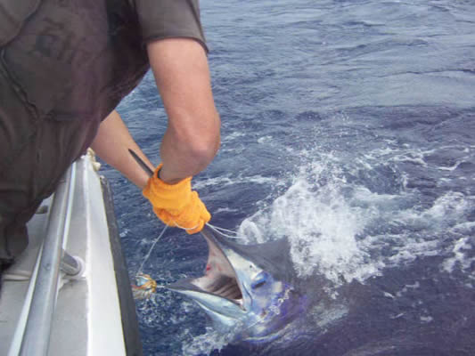 ANGLER: Brad Balding SPECIES: Blue Marlin WEIGHT: 120.00 Kg