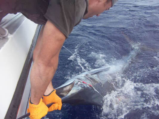 ANGLER: Brad Balding SPECIES: Blue Marlin WEIGHT: 120.00 Kg