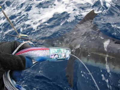 ANGLER: Adrian Loves SPECIES: Striped Marlin WEIGHT: Est. 100 Kg