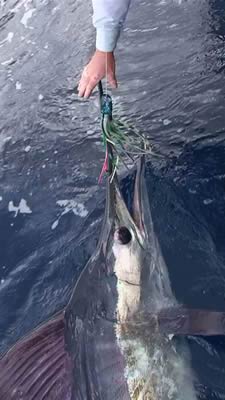 ANGLER: Peter Childs SPECIES: Striped Marlin WEIGHT: Est. 70 Kg