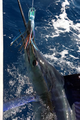 ANGLER: Daneil Tillack SPECIES: Striped Marlin WEIGHT: est. 110 Kg