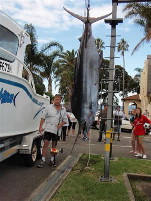 338.9 Kg Blue Marlin caught on the "Evil Chopper" on 37 Kg Tackle by Dave Jeffery