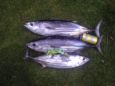 3 Stripies on a Lumo Dingo lure