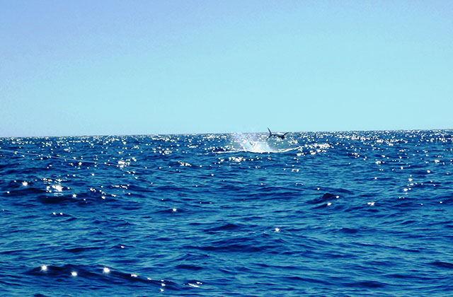 ANGLER: Scott Parsons SPECIES: Blue Marlin  WEIGHT: Est. 120 kg. LURE: 10" Evil Dingo