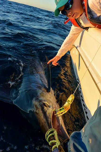 ANGLER: Thien Dao SPECIES: Striped Marlin.  WEIGHT: 80kg est. LURE: JB Lures, Lumo Little Dingo