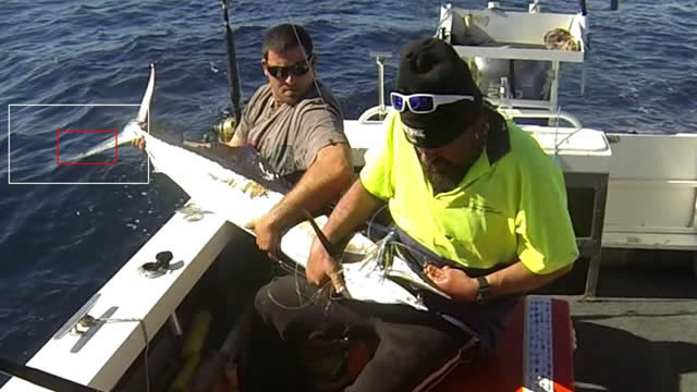 ANGLER: Martin Borg SPECIES: Short Billed Spearfish WEIGHT: Est. 20 kgs LURE: JB Lures, 8" Evil Dingo