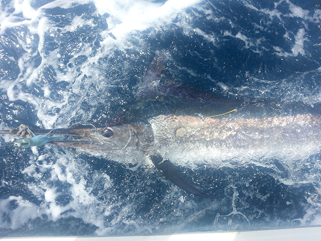 ANGLER: Sam (Sammy the seal) Musumeci SPECIES: Black Marlin.  WEIGHT: est 30kg. LURE: JB Lures, saury Little Dingo