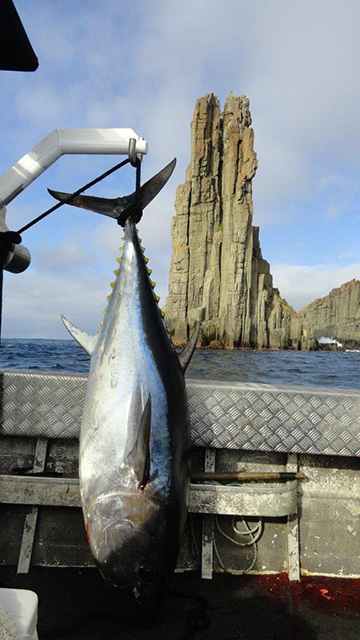 ANGLER: Kate and Bob Burnett SPECIES: Southern Bluefin Tuna  WEIGHT: 60kg. LURE: JB Lures Micro Dingo.