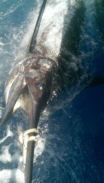 ANGLER: Steve Banks, fishing solo SPECIES: Blue Marlin WEIGHT: Est. 180kg LURE: JB Lures 10" Dingo