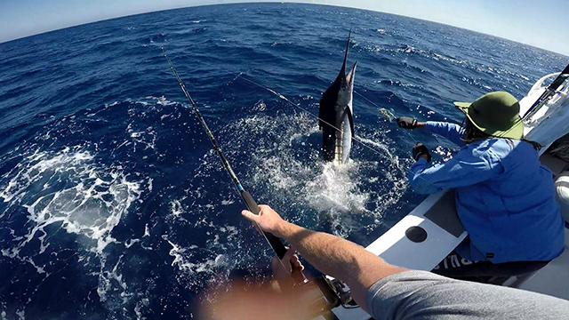 ANGLER: Dale Brisbane SPECIES: Striped Marlin WEIGHT: Est. 80kgs LURE: JB Lures 8" Dingo