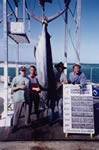 3.1.2000 Grand Slam aboard boat DMS, 3 Striped Marlin, 1 Black Marlin and 180 Kg Blue Marlin. "Ripper", "Chook" and "Big Chook" lures were used.