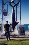 Mark Mitchell's 156 Kg Striped Marlin on a 