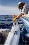 Rodney Norford aboard Reel Quick, 120 Kg Black Marlin caught on a "Pink Evil" "Chook" lure.
