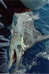 Steve Gill with 135 Kg Striped Marlin, used a “Little Dingo”“Lumo” Lure, aboard Pelagic. (22kb)