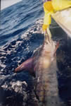 70 Kg Striped Marlin, caught with a “Green Lumo”“Little Dingo” lure.