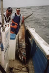 Dave Venn weighs a nice 225 kg blue marlin on 24kg , she took a 10 inch Evil Dingo