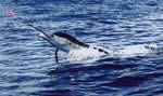 ANGLER: Andrew Barlow SPECIES: Striped Marlin WEIGHT: Est. 75 Kg