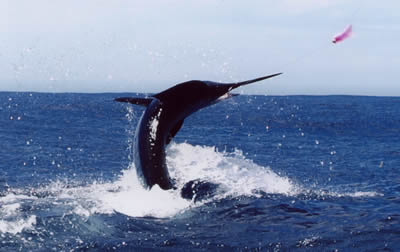 ANGLER: Andrew Barlow SPECIES: Striped Marlin WEIGHT: Est. 75 Kg - 2