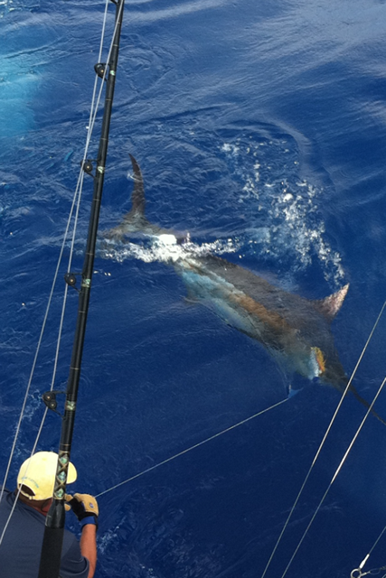 Britney Smith's Est. 450lb Marlin