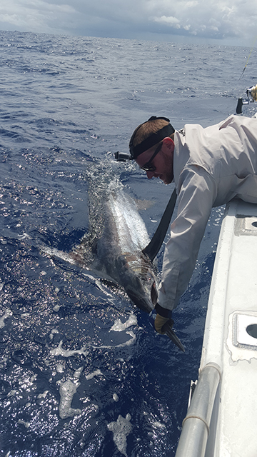 ANGLER: Russell Emms SPECIES: Blue Marlin
WEIGHT: est 150kg LURE: JB Lures 10" Dingo in "Lumo"