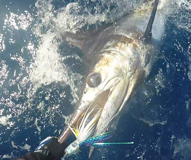 ANGLER: Russell Emms SPECIES: Blue Marlin
WEIGHT: est 120kg LURE: JB Lures 10" Dingo in "Lumo"