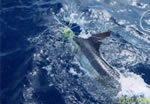 Vessel Juzrah and a Striped Marlin with a “Slimy” “Cur” lure. (58kb)