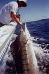 Randall Harrison in Jess Sams Tournament 2005 aboard Reel Quick. (20kb)