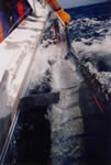 85 Kg Striped Marlin, caught with a “Pink Evil”“Chook” lure.
