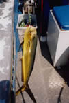 10 Kg Mahi Mahi, caught with a “Little Dingo” Green Lumo
