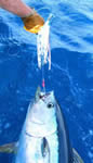 On Khe'Sahn, angler Adrian Loves tagged a est 40Kg Yellowfin on a JB stripy Ripper lure.