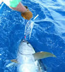 On Khe'Sahn, angler Adrian Loves tagged a est 40Kg Yellowfin on a JB stripy Ripper lure.