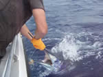 ANGLER: Brad Balding SPECIES: Blue Marlin WEIGHT: 120.00 Kg