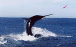 ANGLER: Andrew Barlow SPECIES: Striped Marlin WEIGHT: Est. 75 Kg - 2