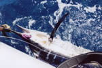 ANGLER: Andrew Barlow SPECIES: Striped Marlin WEIGHT: Est. 75 Kg - 3